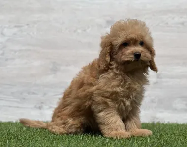 Cavapoo - Nanouk