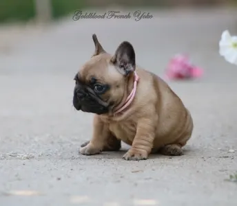 Francia bulldog - Yoko