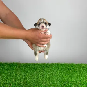 Welsh Corgi Pembroke - Zillo