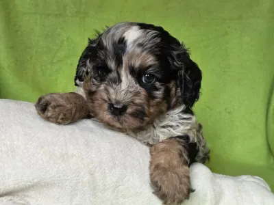 Cavapoo - Merlin