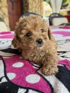 Pudla - patuljasta - Chloe