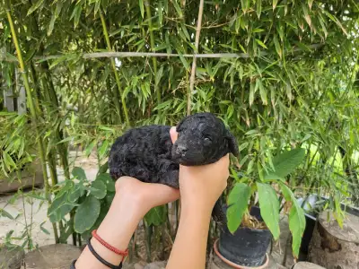 Poodle Medium - Apollo