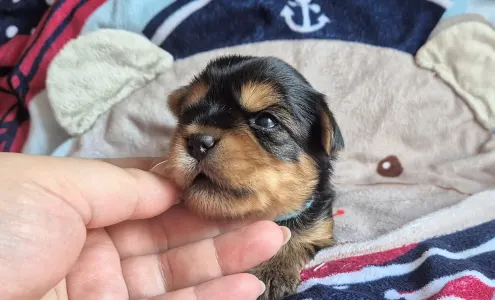 Yorkshire Terrier - Porsche Of Midsummer Nights Miracle 
