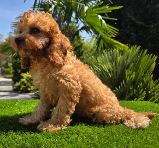 Cavapoo - Mike