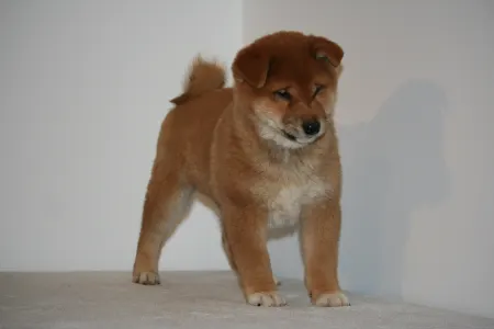 Shiba Inu - Hoshibaru Be My Friend