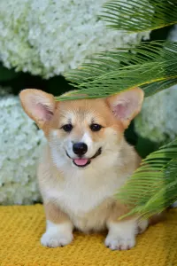 Welsh Corgi Pembroke - Ginger’s Heritage Duke Skyborne