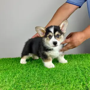 Corgi galez Pembroke - Rolly