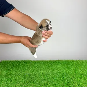 Welsh Corgi Pembroke - Blanca