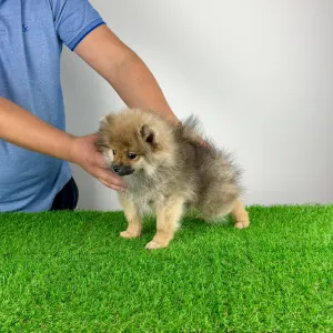 German Pomeranian Spitz - Onita