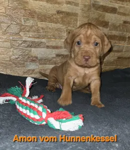 Hungarian Wire-haired Vizsla - Amon Vom Hunnenkessel
