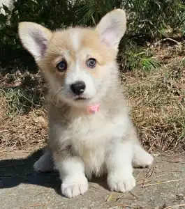 Pembroke Welsh Corgi - Nina