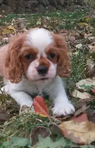 Cavalier King Charles Spaniel - Fonzie