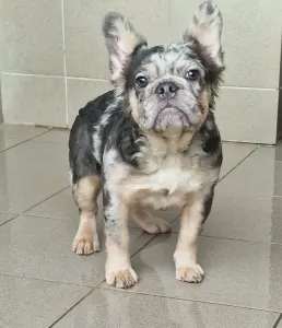 French Bulldog - Drahma