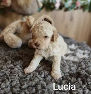 Lagotto Romagnolo - Lucia