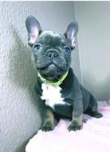 Francia bulldog - Logan
