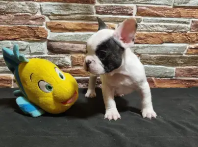Bulldog francez - Ice Bear