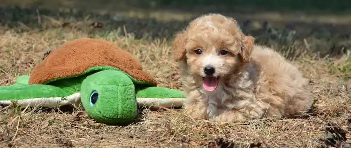 Maltipoo - Avokádó 