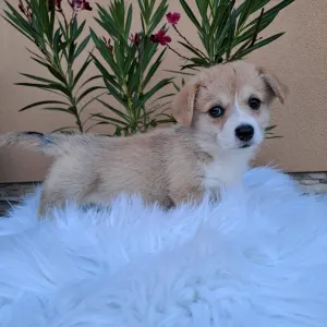 Pembroke Welsh Corgi - Claire