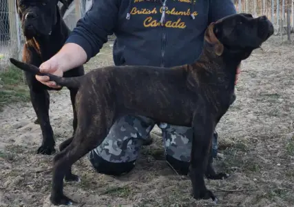 Cane Corso - Forza Di Diavolo Belice