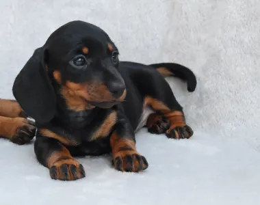 Dachshund - Rengőhegyi-ormán Josephine