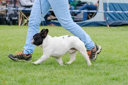 Francia bulldog - Neptuno