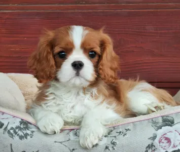 Kavalír King Charles španěl - Dennis 