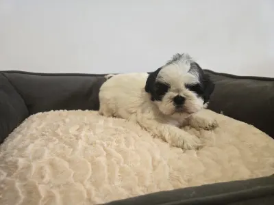 Shih Tzu - Bruno