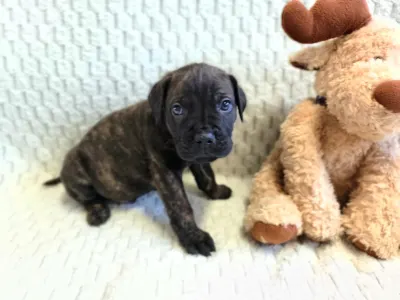 Кане-корсо - Forza Di Diavolo Egon