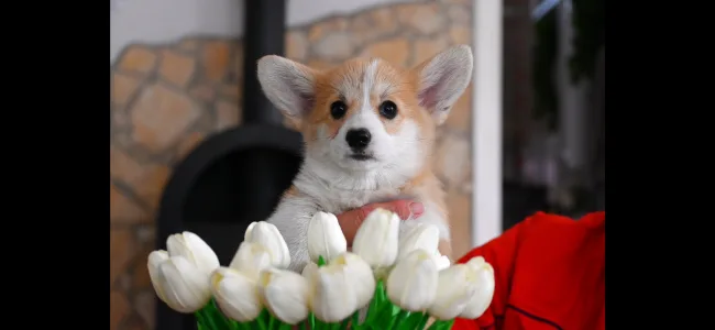 Welsh Corgi Pembroke - Banana Lady 