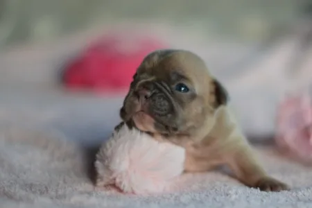 Französische Bulldogge - Nala