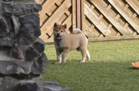 Shiba - Bravados Iria