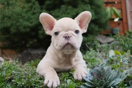 Französische Bulldogge - Aslan