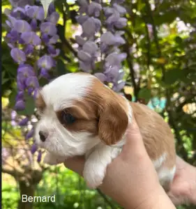 Cavalier King Charles Spaniel - Bernard