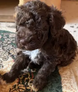 Lagotto Romagnolo - Áfonya