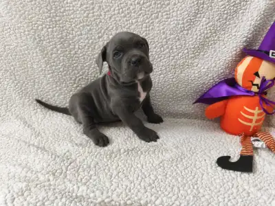 Cane Corso Italiano - Forza Di Diavolo Debbie