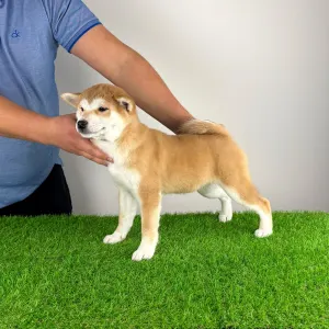 Shiba Inu - Kloe