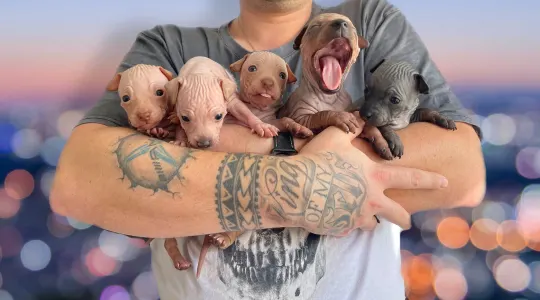 Amerykański nagi terier - Shiny Dog 