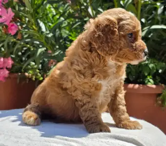 Cavapoo - Artheon
