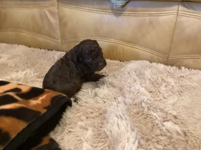 Romagna Water Dog - Betyár