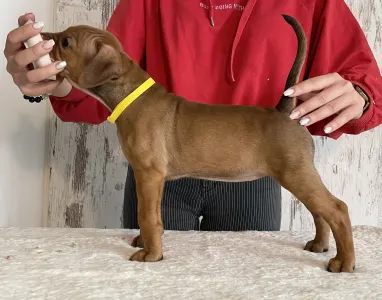 Pinscher Pitic - Amelie