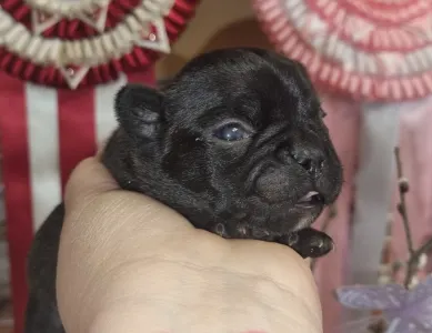 Bulldog francese - Ralf