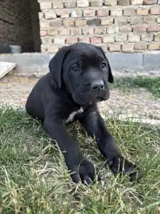 Cane Corso Italiano - Bianca
