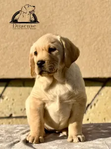 Labrador Retriever - Diasense Evaren Of Moonlight Vale