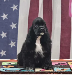 Amerikai cocker spániel - Independent Of Your Sweetest Dream