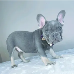 Bulldog francez - Victor