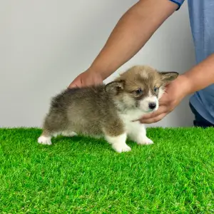 Welsh Corgi Pembroke - Sissy