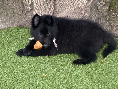 Belgian Shepherd Dog - Gerőcsvári Freya