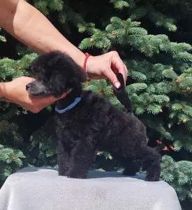 Barbone nano - Odin