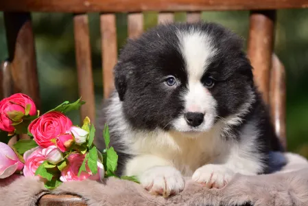 Border Collie - Flockmaster