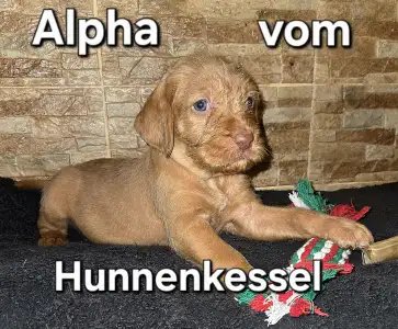 Hungarian Wire-haired Vizsla - Alpha Vom Hunnenkessel